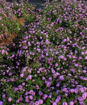 Lantana sellowiana, Wandelröschen, violett