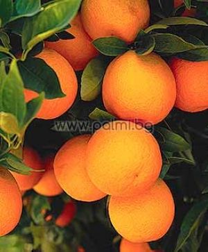 Citrus sinensis Valencia, Orange von Botanischem Garten - Plovdiv, Bulgarien