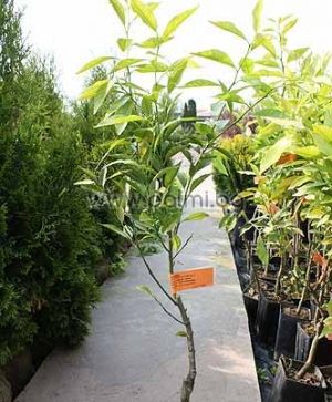 Citrus reticulata cv. Tardivo,  Mandarine von Botanischem Garten - Plovdiv, Bulgarien