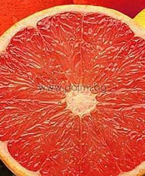 Citrus paradisi cv. Star Ruby  Grapefruit, Star Ruby Sorte von Botanischem Garten - Plovdiv, Bulgarien