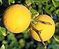 Other Citrus plants