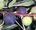 Сортове смокини