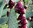 Family Cacti, Cactaceae, mainly genus Opuntia and Cylindropuntia