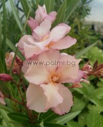 Oleander, cold hardy, 'Provence'