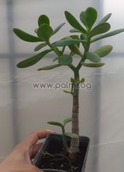 Jade Plant, Crassula ovata