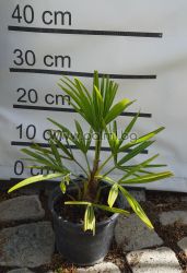 Die legendäre Trachycarpus "Bulgaria"