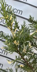 Кипарис Лейланди с пъстри листа ( вариегата ) Cupressocyparis Leylandii “Variegata”
