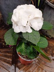 Едроцветна хортензия Бяла, White