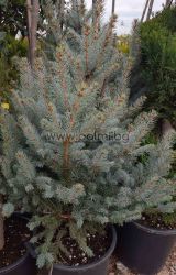 Сребърен смърч 'Хопси' Picea pungens 'Hoopsii'
