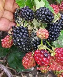Large hybrid  blackberry ' Mora Dirksen'