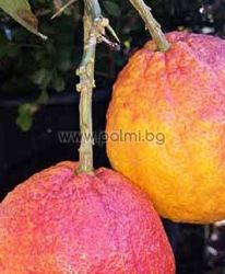 Червен лимон, Citrus limon Rosso Flying Dragon