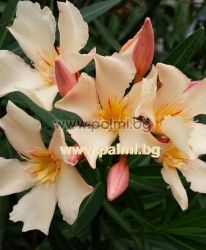 Oleander hellorange, 'Angiolo Pucci'