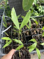 Caryota palm