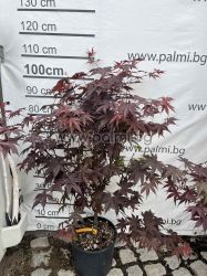  Японски клен, Acer palmatum  'Bloodgood'