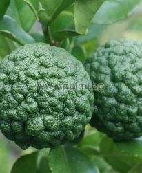 Kaffir Lime