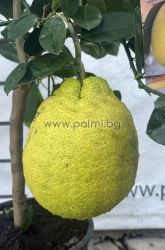 Lipo Lemon Citrus limon x Citrus paradisi