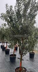 Olea europaea-Bonsai