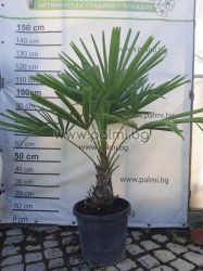 The Legendary Trachycarpus "Bulgaria"