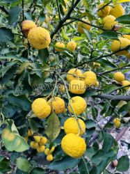 1 piece of frost-resistant Hana Yuzu Citron fruit