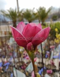 Magnoliе Genie