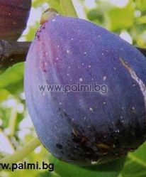 Ficus carica Verdone, Feigensorte Verdone von Botanischem Garten - Plovdiv, Bulgarien