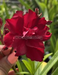 Oleander Melu