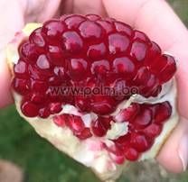 Pomegranate var. ACCO