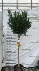 Oleander Lolipop 