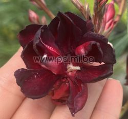 Oleander   Black Daimond ( Baby Diamant)
