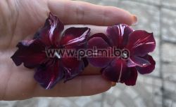 Олеандър Черен Диамант, Oleander Black Daimond ( Baby Diamant)