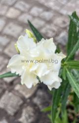 Oleander   Boyteam
