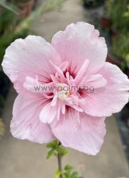Garteneibisch ,Hibiscus syriacus Pink Chiffon