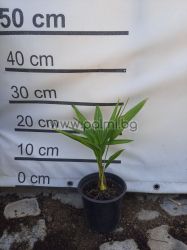 Hybrid  Trachycarpus ' Wagnerianus' x princeps