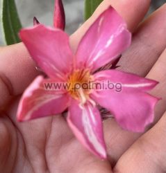 Oleander  Mont Salmon