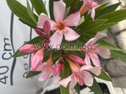 Nerium oleander Caro