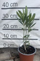 Nerium oleander Fantasy