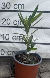 Nerium oleander Luna