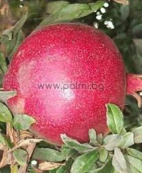 Punica granatum, Pomegranate var. Wonderful