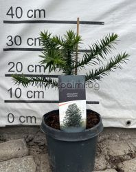 Araucaria araucana