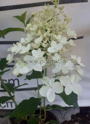 Rispen Hortensie Silver Dollar, Hydrangea paniculata 'Silver Dollar' 