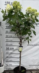 Едроцветна хортензия с пирамидални цветове Скайфал , Hydrangea paniculata Skyfall
