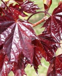 Acer platanoides 'Crimson King', Norway maple 'Crimson King'