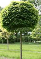 Norway maple spherical shape