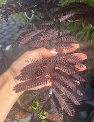 Persian Silk Tree, Pink Silk Tree