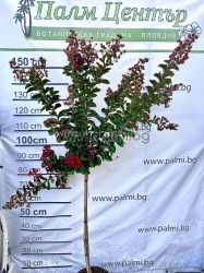 Индийски люляк щамбово  дръвче,Rhapsody in Pink, Lagerstroemia indica stam 1/2 Rhapsody in Pink  
