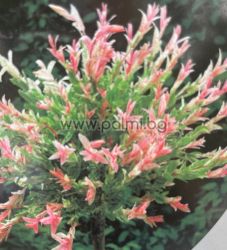 Японска пъстролистна върба – Stam 80 см (Salix integra 'Hakuro Nishiki')