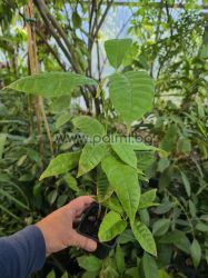 Theobroma cacao, Cocoa, Chocolate tree