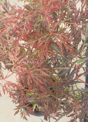 Японски клен 'Crimson Queen'. Acer palmatum 'Crimson Queen'