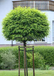 Robinia pseudoacacia