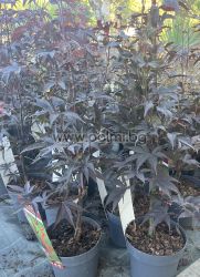 Acer palmatum 'Bloodgood'